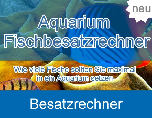 Online berechnen wie groß Aquarium, Zierfische Aquarium Größe wie viele Fische pro Aquarium