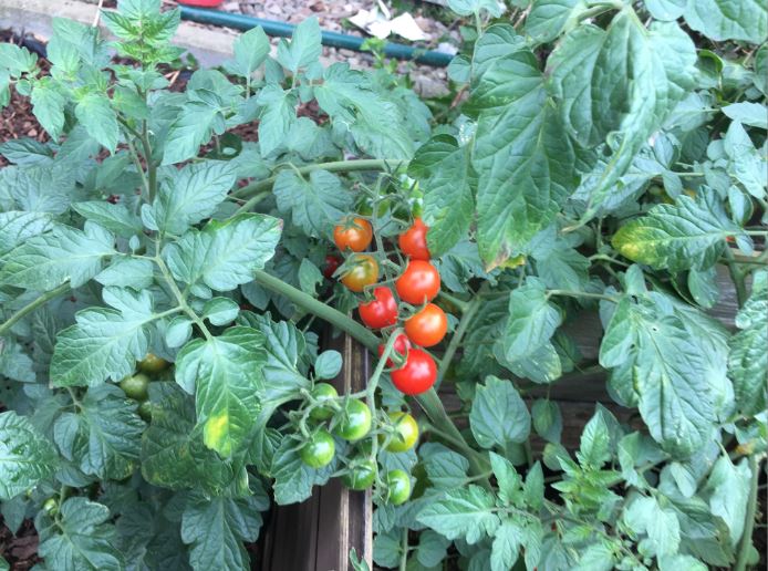Tomaten aus dem eigenen Garten lassen sich prima einkochen